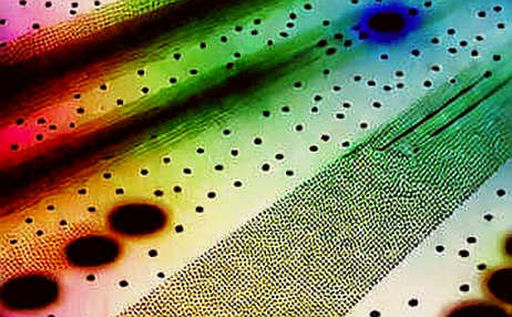 The Silicon Scaffold: Nvidia and MediaTek's Structural Pivot The Silicon Scaffold: Nvidia and MediaTek's Structural Pivot